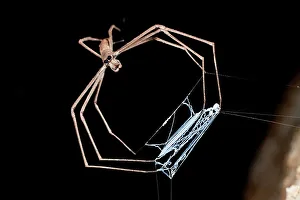Spider Prints: Ogre-Faced spider (Deinopis subrufa) with net active at night