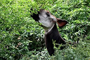 Feed Prints: Okapi (Okapia johnstoni), adult, foraging, portrait, captive
