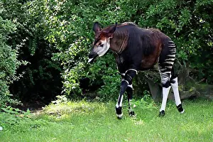 Adult Animal Prints: Okapi (Okapia johnstoni), adult, running, captive