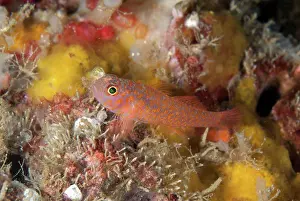 Indonesian Prints: Okinawa Dwarfgoby (Trimma okinawae) adult
