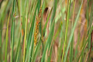 Great Plains Prints: OKLAHOMA, NEAR PAWHUSKA, TALLGRASS PRAIRIE PRESERVE, INDIAN GRASS