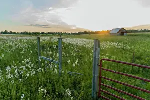 Prairie Prints: Old barn and field of penstemon at sunset Prairie Ridge State Natural Area