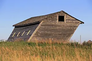 Good Weather Prints: Old barn tilted by the prevailing winds SaskatchewanCanada