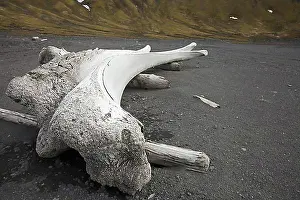 Sea Animal Prints: Old bleached bones of bowhead whale (Balaena mysticetus) on beach of Jan Mayen Island