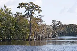 Swamp Prints: Old cedar trees with spanish moss on the edge of a bayou