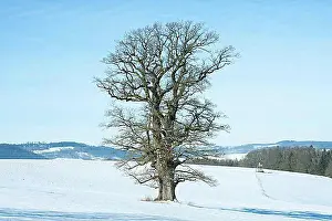 Solitary Prints: Old English oak (Quercus robur), solitary tree, in winter, Thuringia, Germany, Europe