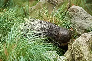 Mammalia Prints: Old World porcupines (Hystrix cristata), Spain, Europe