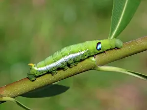 Arthropod Prints: Oleander Hawk Moth (Daphnis nerii) last instar larvae