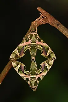 Arthropod Prints: Oleander Hawkmoth (Daphnis nerii) adult pair, mating, hanging from twig, captive bred