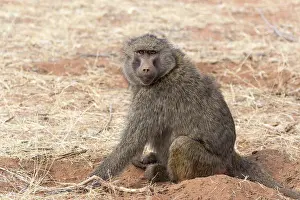 East Africa Prints: Olive Baboon (Papio anubis) adult female