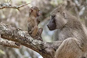 East Africa Prints: Olive baboon (Papio anubis), juvenile, Tarangire National Park, Tanzania, Africa
