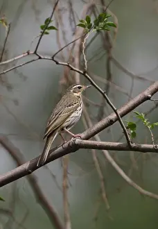 Chinese Prints: Olive-backed Pipit (Anthus hodgsoni) adult, perched on branch, Beijing, China, may