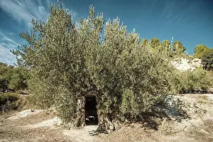 Entrances Prints: Olivera bimilenaria de Gorga“, two thousand year old Olive tree in Olive grove in winter near the town of Gorga