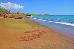 Ecuador Prints: Olivine beach near Punta Cormorant