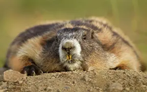 Vertebrate Prints: Olympic Marmot, Marmota olympus, Washington, USA