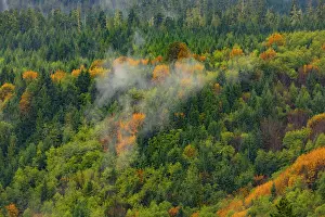 Olympic Peninsula, Lake Crescent, Washington State. Golden larches in fog