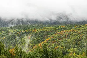 Wilderness Area Prints: Olympic Peninsula, Lake Crescent, Washington State. Golden larches in fog