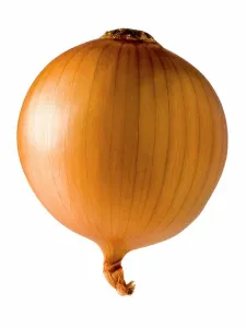 Onion Prints: onion