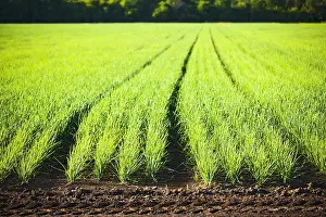 Cultivated Prints: Onion Field; Bradford, Ontario, Canada