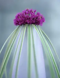 Grasses Prints: Onion flower (allium giganteum) and grass in vase, close-up