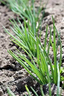Matter Prints: Onion seedlings in a garden Ain France