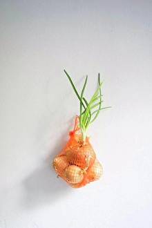 New Life Prints: Onions with shoots in net against white background