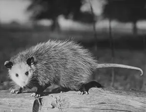 Whisker Prints: Opossum standing on a log (Didelphis marsupialis)