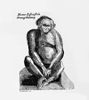 Mans Prints: Orang-utan - based on Observationes medicae