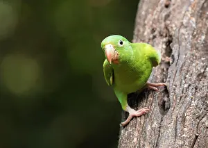 2018 Prints: Orange-Chinned parakeet (Brotogeris jugularis) in Sarapiqui, Costa Rica