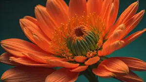 Generative Prints: Orange gerbera flower on a green background. Close-up. generative ai