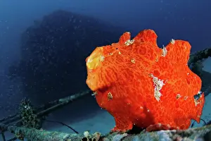 Eyes Prints: Orange Giant Frogfish, Antennarius commersoni, yawning sequence, The Maldives