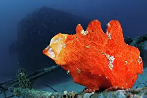 Underwater Prints: Orange Giant Frogfish, Antennarius commersoni, yawning sequence, The Maldives