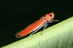 Naturalness Prints: Orange Leafhopper (Bothrogonia addita) on leaf, Klungkung, Bali, Indonesia