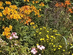 Orange lilies and yellow potentilla in summer garden border with pink roses