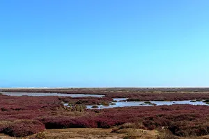 Sun Shine Prints: Orange River wetlands and Greater Flamingo (Phoenicopterus roseus)