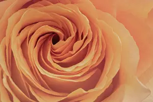 Petal Prints: Orange rose blooming in spring garden