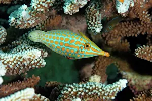 Underwater Prints: Orange Spotted Filefish