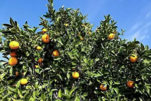 Canary Islands Prints: Orange tree (Citrus sinensis) with fruit, La Palma, Canary Islands, Spain, Europe