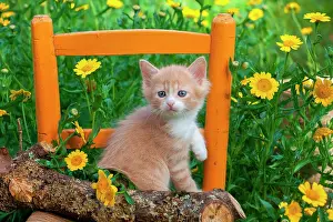 Tame Animal Prints: Orange and white kitten sitting on log and chair among yellow flowers in garden