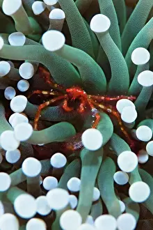 Underwater Prints: Orangutan Crab, Achaeus japonicus, Manado, Sulawesi, Indonesia