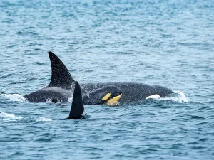 Killer Whales Prints: (Orca Orcinus) California Monterey Bay Monterey Bay National Marine Refuge