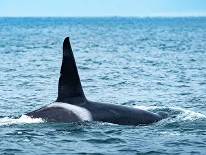 Killer Whales Prints: (Orca Orcinus) California Monterey Bay Monterey Bay National Marine Refuge