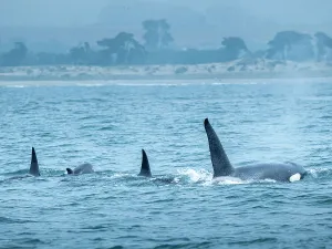 Killer Whales Prints: (Orca Orcinus) California Monterey Bay Monterey Bay National Marine Refuge