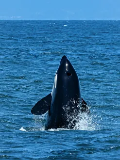 Killer Whales Prints: (Orca Orcinus) California Monterey Bay Monterey Bay Whale Watch