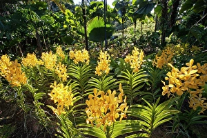 Singapore Prints: Orchid flowers in the Singapore Botanical Gardens, Singapore
