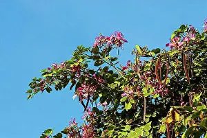 Blossoms Prints: Orchid tree (Bauhinia variegata) mountain ebony