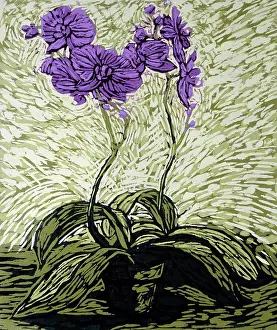 Ssiartists Prints: Orchids by Barry Wilson, woodcut print, (born 1961)