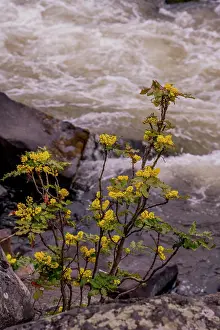 Springtime Prints: A Oregon grape or holly-leaved barberry (Mahonia aquifolium)
