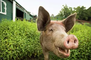 Chordate Prints: An organic farm in the Catskills. A pig