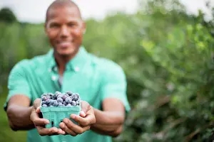 Farm Prints: Organic fruit orchard. A man picking blueberries, Cyanococcus, fruit